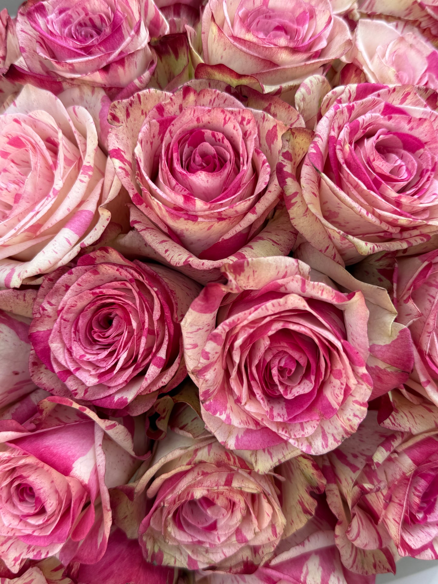 Ambre Rose