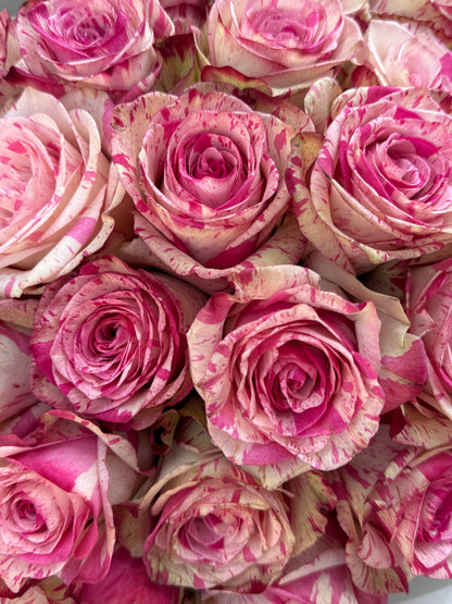 Ambre Rose